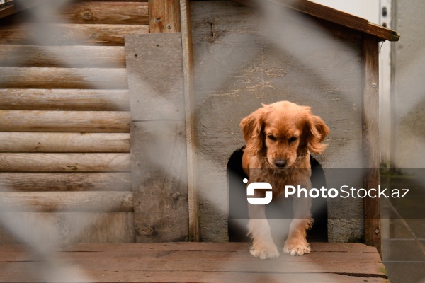 16 dekabr - Fövqəladə Hallar Nazirliyi işçilərinin peşə bayramı günü