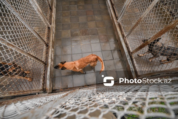 16 dekabr - Fövqəladə Hallar Nazirliyi işçilərinin peşə bayramı günü