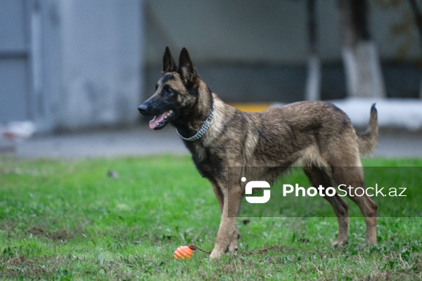16 dekabr - Fövqəladə Hallar Nazirliyi işçilərinin peşə bayramı günü