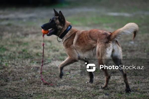 16 dekabr - Fövqəladə Hallar Nazirliyi işçilərinin peşə bayramı günü
