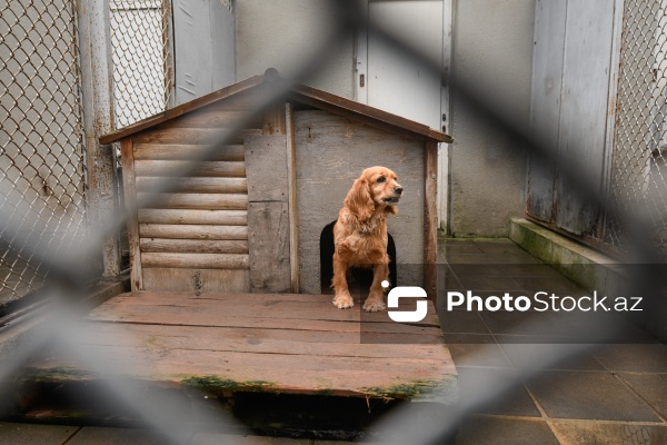 16 dekabr - Fövqəladə Hallar Nazirliyi işçilərinin peşə bayramı günü