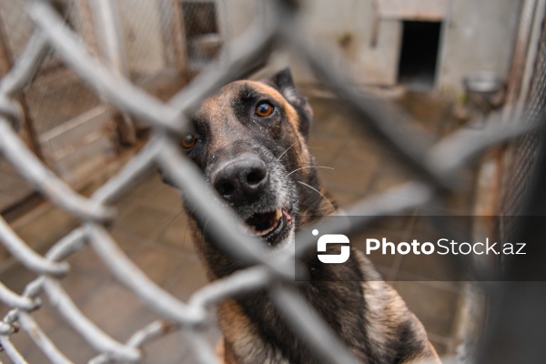 16 dekabr - Fövqəladə Hallar Nazirliyi işçilərinin peşə bayramı günü