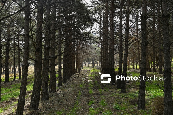 1980-ci illərdə salınan “Bakıxanov” parkı acınacaqlı haldadır