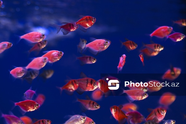 Akvariumları bəzəyən dekorativ balıqlar