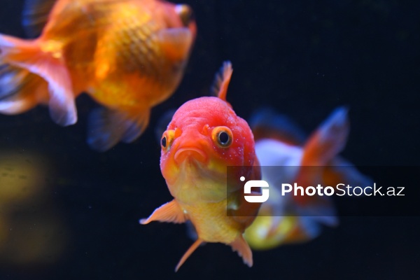 Akvariumları bəzəyən dekorativ balıqlar