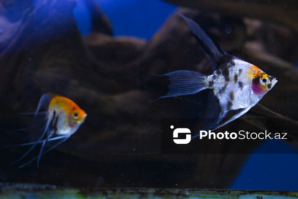 Akvariumları bəzəyən dekorativ balıqlar