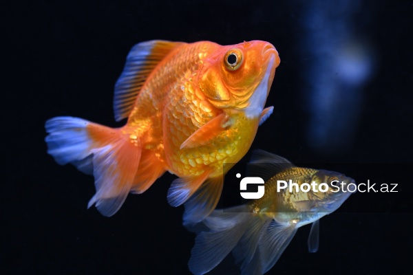 Akvariumları bəzəyən dekorativ balıqlar