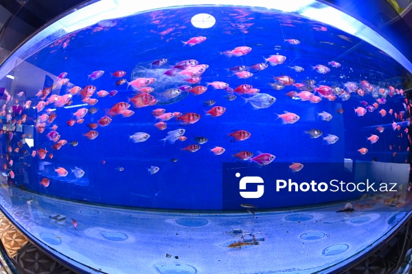 Akvariumları bəzəyən dekorativ balıqlar