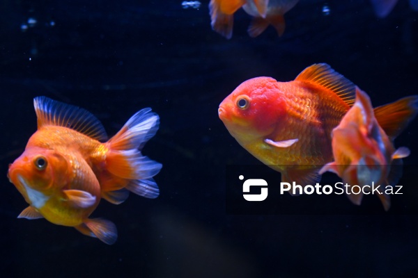 Akvariumları bəzəyən dekorativ balıqlar