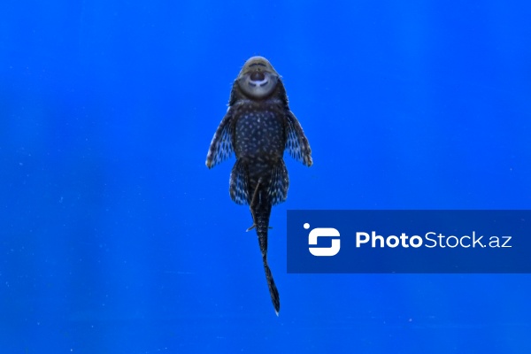 Akvariumları bəzəyən dekorativ balıqlar