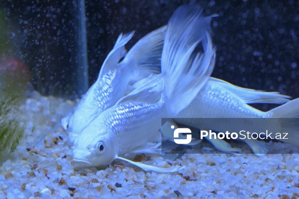 Akvariumları bəzəyən dekorativ balıqlar