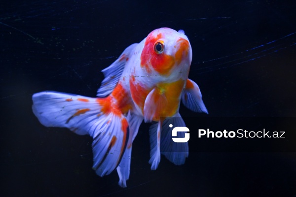 Akvariumları bəzəyən dekorativ balıqlar
