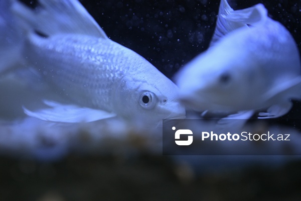 Akvariumları bəzəyən dekorativ balıqlar