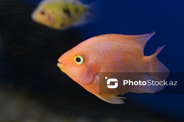 Akvariumları bəzəyən dekorativ balıqlar