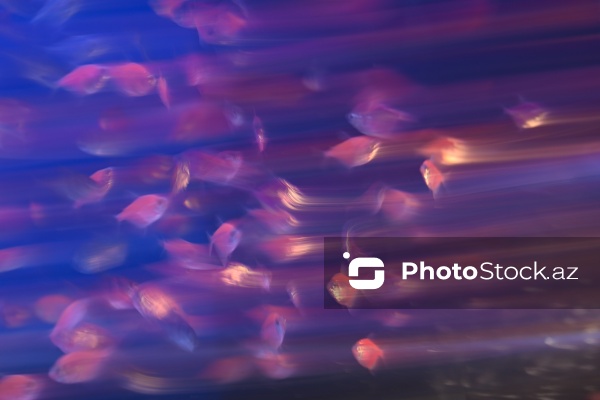 Akvariumları bəzəyən dekorativ balıqlar