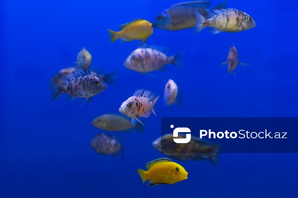 Akvariumları bəzəyən dekorativ balıqlar