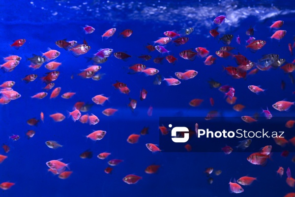 Akvariumları bəzəyən dekorativ balıqlar