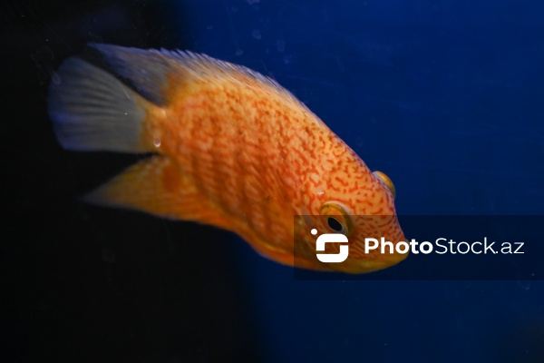 Akvariumları bəzəyən dekorativ balıqlar