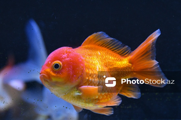 Akvariumları bəzəyən dekorativ balıqlar