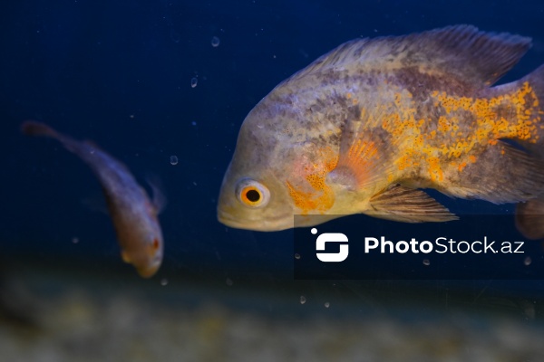 Akvariumları bəzəyən dekorativ balıqlar