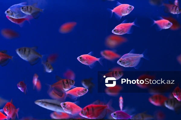 Akvariumları bəzəyən dekorativ balıqlar