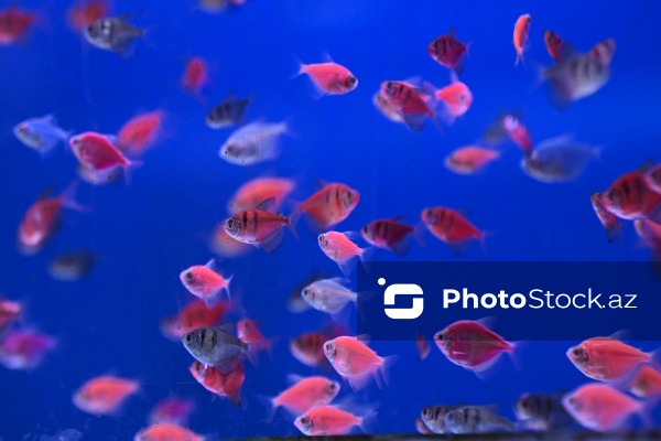 Akvariumları bəzəyən dekorativ balıqlar