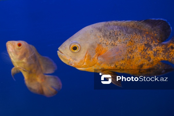 Akvariumları bəzəyən dekorativ balıqlar