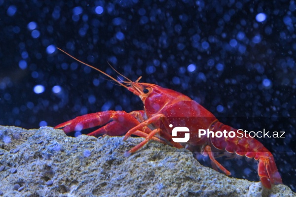 Akvariumları bəzəyən dekorativ balıqlar