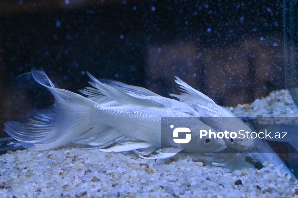 Akvariumları bəzəyən dekorativ balıqlar