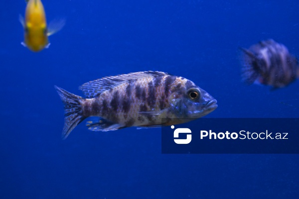 Akvariumları bəzəyən dekorativ balıqlar