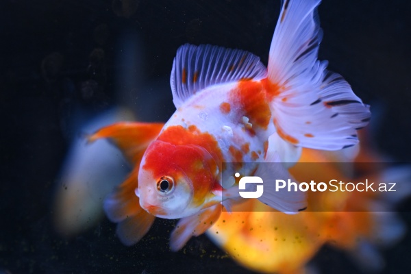 Akvariumları bəzəyən dekorativ balıqlar
