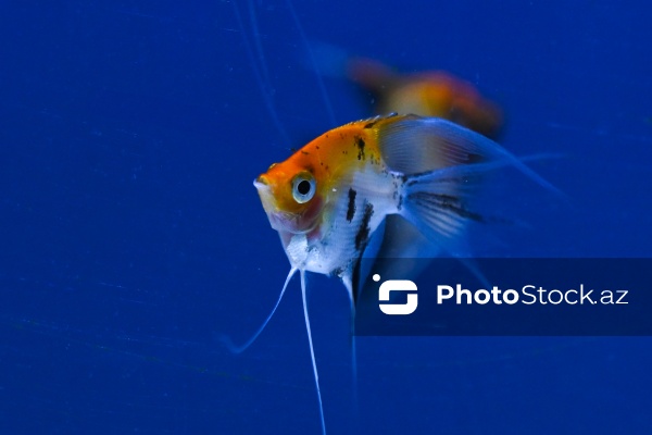 Akvariumları bəzəyən dekorativ balıqlar