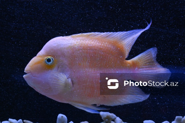 Akvariumları bəzəyən dekorativ balıqlar