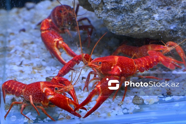 Akvariumları bəzəyən dekorativ balıqlar