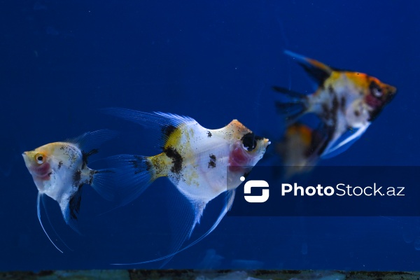 Akvariumları bəzəyən dekorativ balıqlar