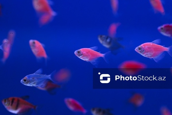 Akvariumları bəzəyən dekorativ balıqlar