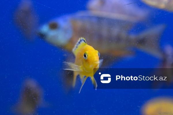 Akvariumları bəzəyən dekorativ balıqlar