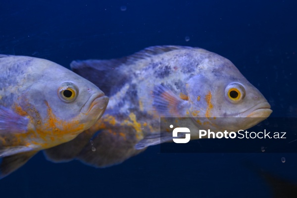 Akvariumları bəzəyən dekorativ balıqlar