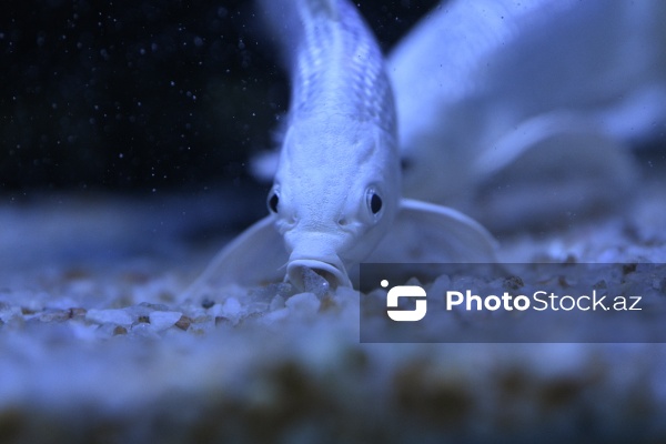 Akvariumları bəzəyən dekorativ balıqlar
