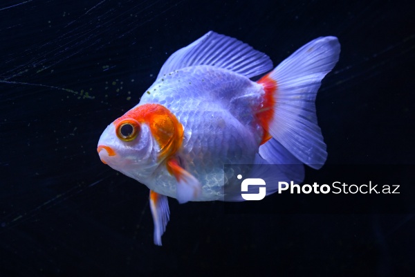Akvariumları bəzəyən dekorativ balıqlar