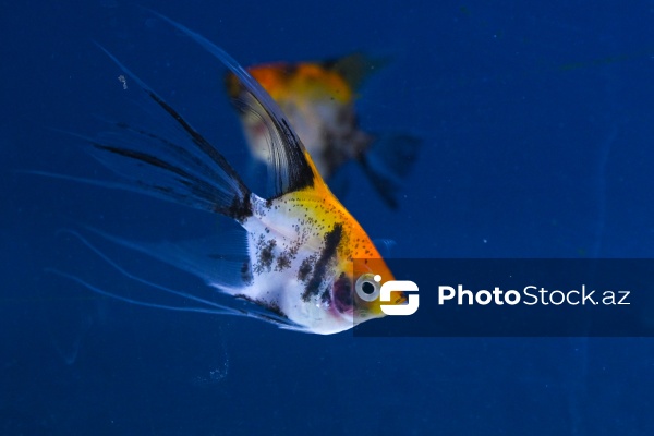 Akvariumları bəzəyən dekorativ balıqlar