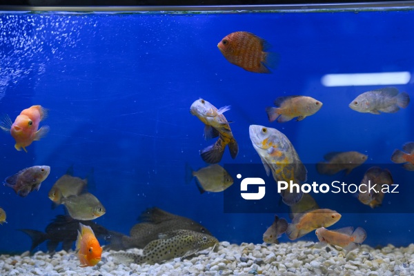 Akvariumları bəzəyən dekorativ balıqlar