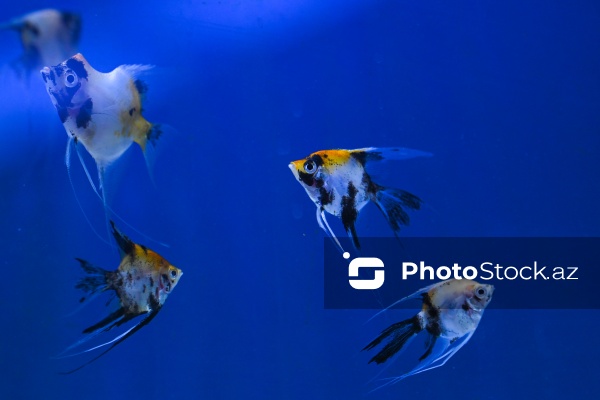 Akvariumları bəzəyən dekorativ balıqlar