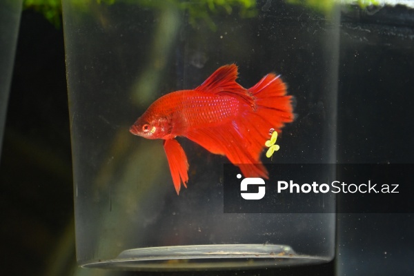 Akvariumları bəzəyən dekorativ balıqlar
