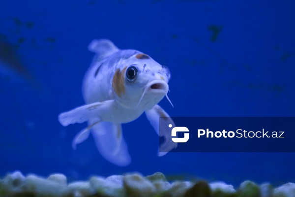 Akvariumları bəzəyən dekorativ balıqlar