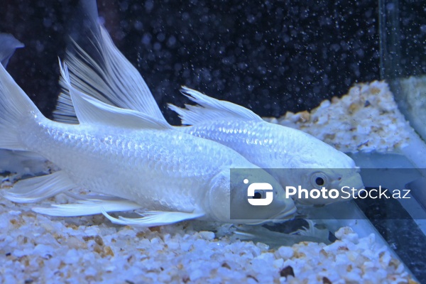 Akvariumları bəzəyən dekorativ balıqlar