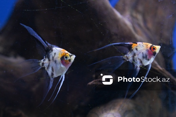 Akvariumları bəzəyən dekorativ balıqlar