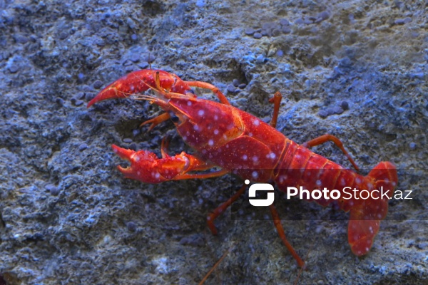 Akvariumları bəzəyən dekorativ balıqlar
