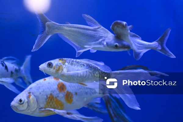 Akvariumları bəzəyən dekorativ balıqlar