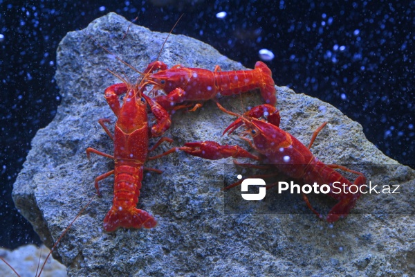 Akvariumları bəzəyən dekorativ balıqlar